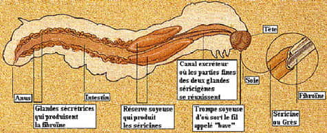 Anatomie de la chenille. © D'après P. Morin, <em>Le prisonnier de soie</em> 