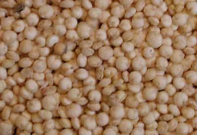 Grains de quinoa (très grossis, le diamètre réel est de 1-2 mm). © DR