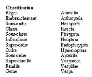 La classification des frelons. © DR
