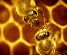Une piqûre d'abeille peut provoquer un choc anaphylactique. © DR