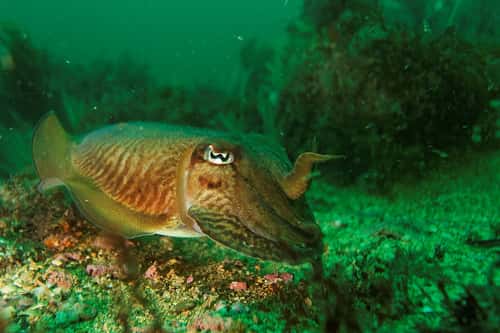 Les Céphalopodes appartiennent à l'embranchement des Mollusques. Ici, une seiche. &copy; danielguilp, Flickr, CC BY NC-SA 2.0