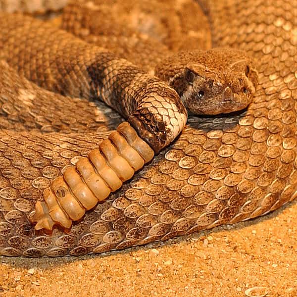 Crotalus est un genre de serpents désignés comme les serpents à sonnettele. On les appelle ainsi en raison du bruit qu'ils font en agitant leur queue, constituée d'écailles mal agencées. Grâce à ce subterfuge, ils peuvent effrayer ses proies. Crotalus est un serpent extrêmement venimeux. © Patrick Jean, muséum d'histoire naturelle de Nantes