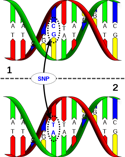 Les SNP sont des variabilités ponctuelles de la séquence d'ADN. © David Hall / Licence Creative Commons
