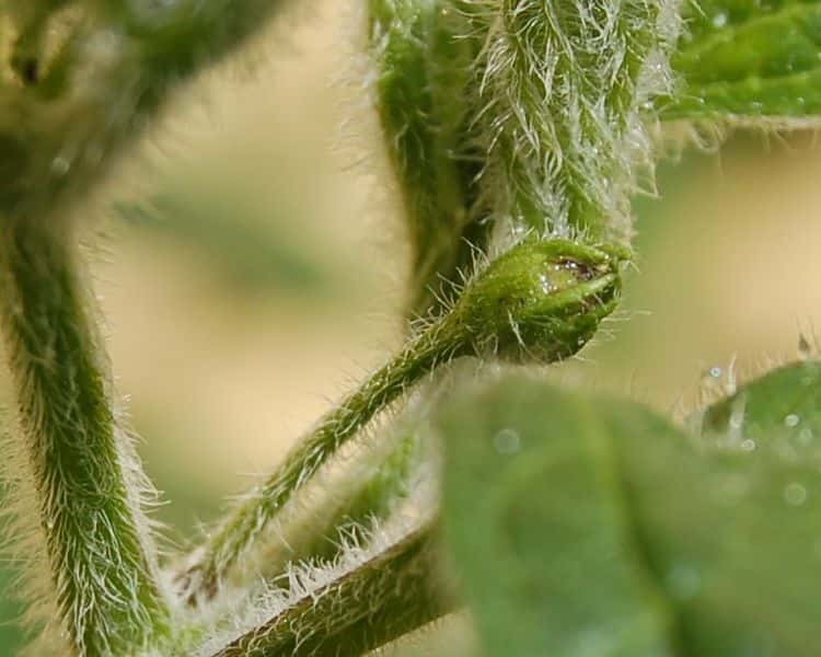 Les trichomes, des sortes de poils végétaux, sont clairement visibles sur ce rocoto (Capsicum pubescens), une plante qui produit des piments forts. © Lrothc, Wikimedia commons, cc by sa 2.5