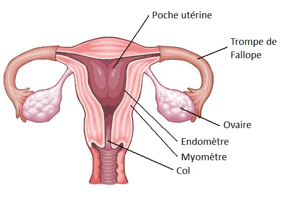 Le col de l'utérus se situe entre l'utérus et le vagin. © DR