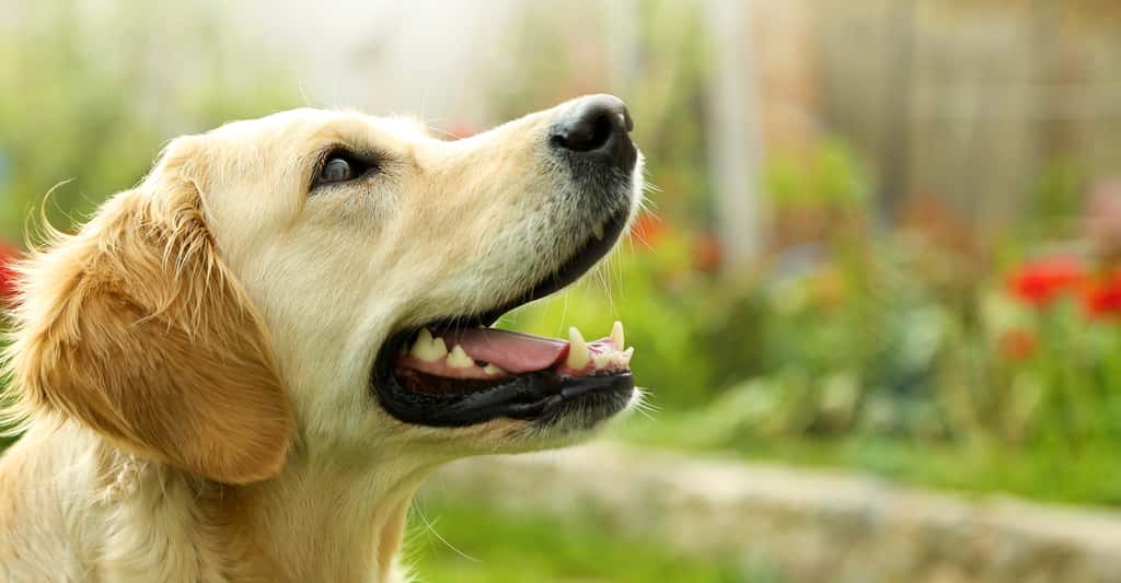 Le golden retriever est un chien sociable. © , Shutterstock