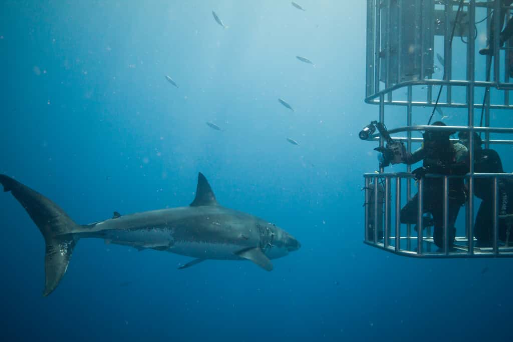 Les grands requins blancs sont notamment menacés par la pêche sportive. Par ailleurs, leurs mâchoires sont relativement prisées. © Scubaben, Flickr, cc by nc nd 2.0