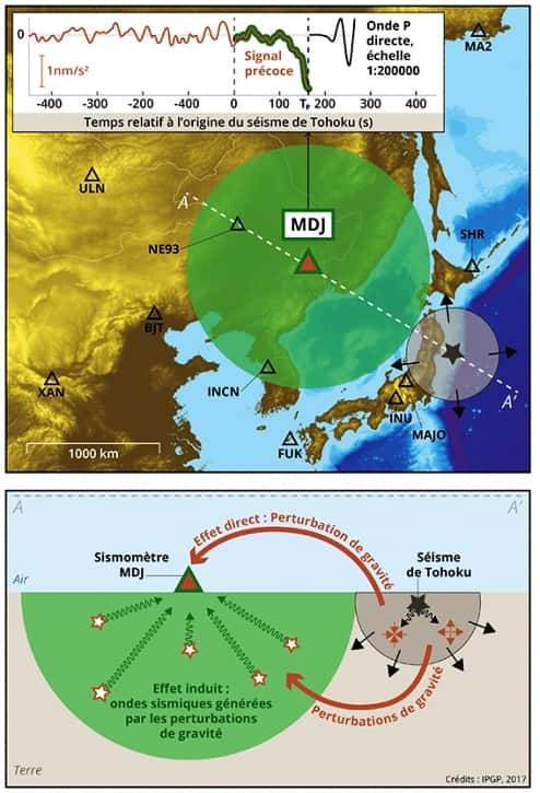 La carte, en haut, indique la localisation des sismomètres (triangles) ayant détecté un signal précoce à la suite du séisme de Tohoku (étoile) du 11 mars 2011 (Japon, magnitude 9,1). On se focalise ici sur une station située à l'est de la Chine (MDJ), à 1.280 km du séisme. À ces distances, les ondes sismiques directes arrivent environ 165 s après le temps d'origine, comme indiqué dans l’encart, en haut sur la carte. Cependant, bien que d’amplitude beaucoup plus faible, un signal clair est détecté par le sismomètre avant ces ondes directes (signal précoce). L’origine de ce signal se comprend en se plaçant à des temps compris entre le temps d'origine et celui de l’arrivée des ondes : par exemple, environ 55 s après le déclenchement du séisme, les ondes sismiques se sont propagées dans le volume indiqué en gris sur la carte, et sont sur le point d’atteindre la station MAJO. À l’intérieur de ce volume, les ondes causent des compressions et des dilatations du milieu, comme indiqué dans la coupe du bas. La contribution globale de toutes ces zones, dont la masse change, conduit à une modification immédiate de la gravité détectée par le sismomètre (effet direct). Le champ gravitationnel est également perturbé partout dans la terre, et chacune de ces perturbations est une force à l’origine d’ondes sismiques secondaires (effet induit). Dans le volume à proximité du sismomètre (indiqué en vert), ce champ sismique secondaire arrive avant les ondes directes. Le sismomètre enregistre ainsi, avant les ondes sismiques directes, un signal élasto-gravitaire découlant des effets direct et induit des perturbations de gravité. © IPGP