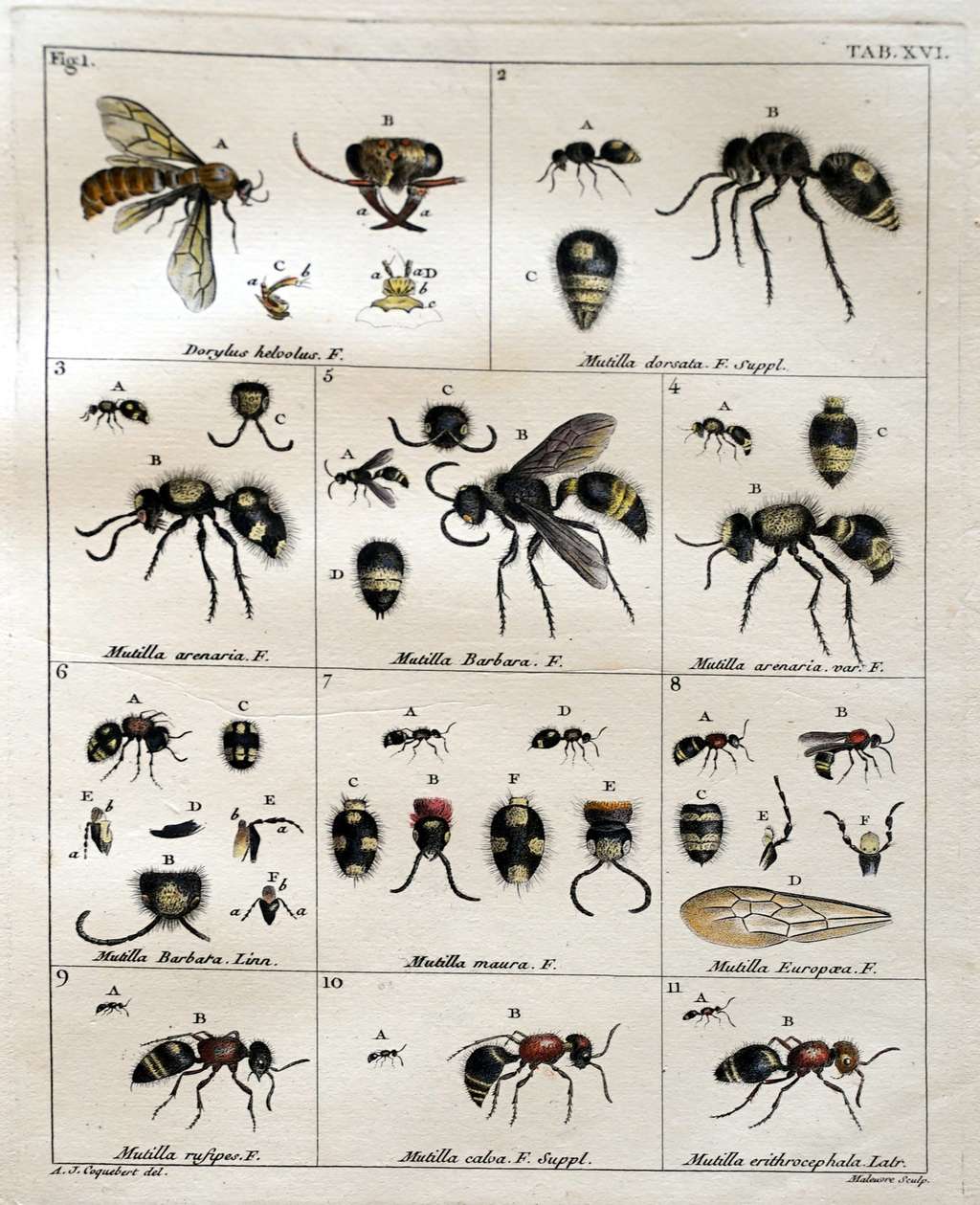 L’entomologie est la branche de la zoologie qui étudie les insectes, une discipline qui s'est développée au XVIII<sup>e</sup> siècle. © Ernest Coquebert de Montbret, botaniste français (1780-1801), gravure par Malouvre, versement et modifications : G.Garitan, <em>Wikimedia Commons</em>, CC by-sa 4.0