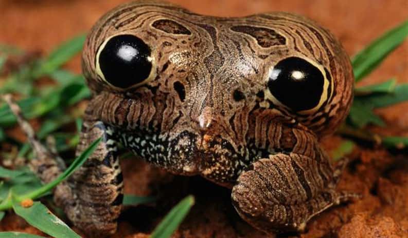 La grenouille de Cubaya vu de l'arrière, le corps gonflé. © George Grall, National Geographic Creative