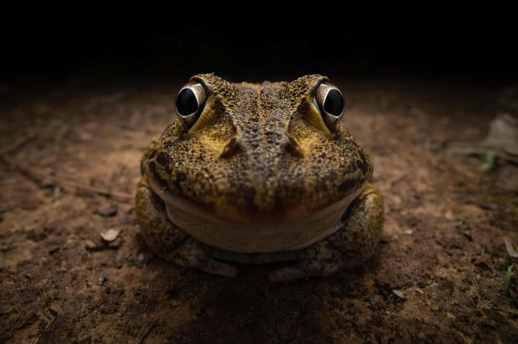 Dryopsophus novaehollandiae, Queensland, Australie. © Kingston Tam, Nikon Comedy Wildlife