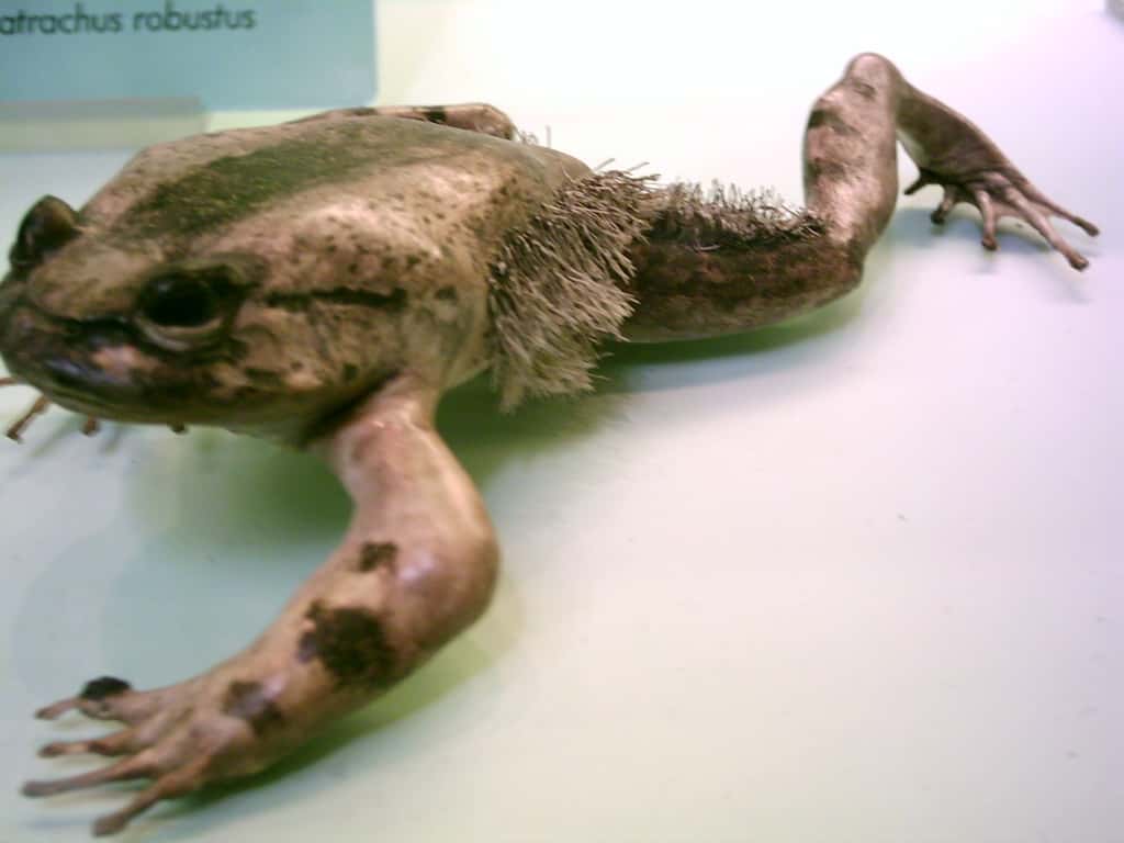Un specimen de grenouille poilue, <em>Trichobatrachus robustus,</em> au <em>Natural History Museum de Londres </em>(Angleterre). © Gustavocarra, <em>Wikimedia Commons</em>, CC by-sa 4.0