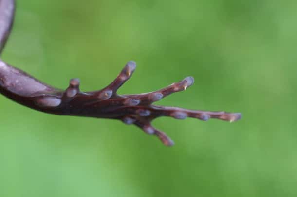 Les griffes qui traversent la peau de <em>Trichobatrachus robustus</em>. © mussi, Flickr
