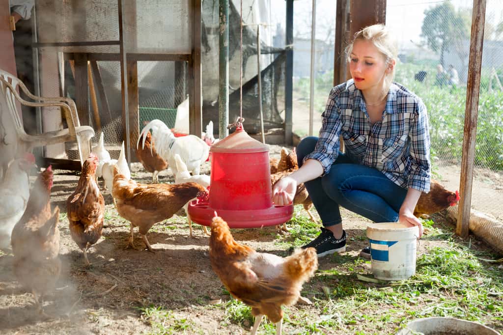  Une pandémie de grippe aviaire est-elle inévitable ? © JackF, Adobe Stock