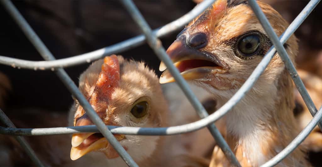 Les cas de grippe aviaire détectés chez nos voisins européens sont de type H5N8, un virus qui n’est pas connu pour infecter l’Homme. © pieter, Shutterstock