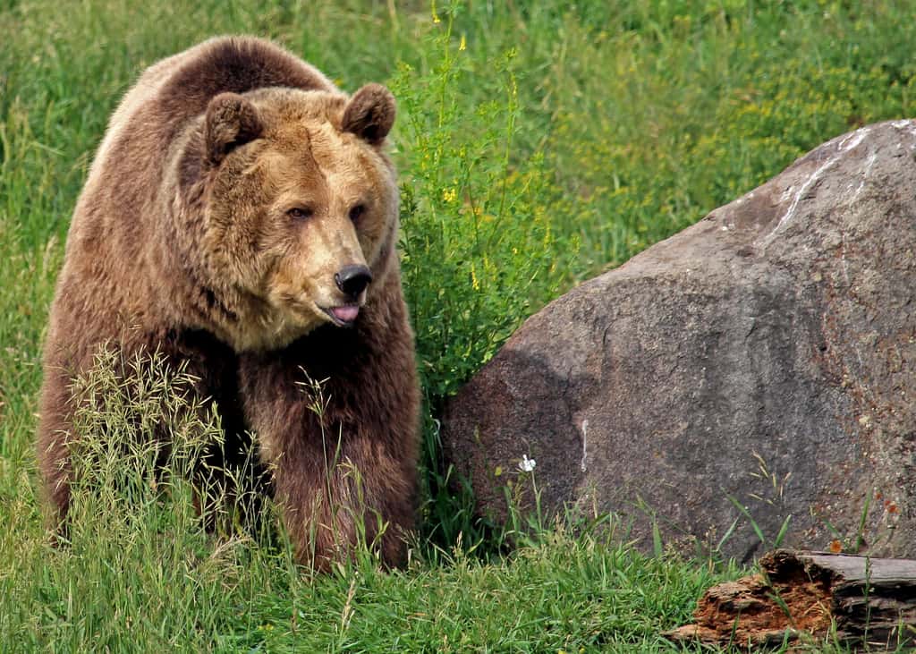 Les ours se déplacent sur des centaines de kilomètres et sont souvent victimes de collisions sur les routes et chemins de fer au Montana et Wyoming. © everydaywanderer, Pixabay