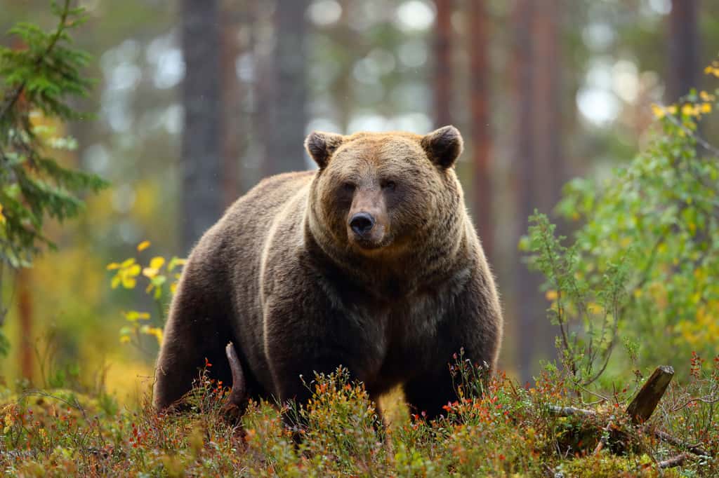 On compte 300 à 350 grizzlys au sein du parc de Denali. © Antonioguillem, Adobe Stock