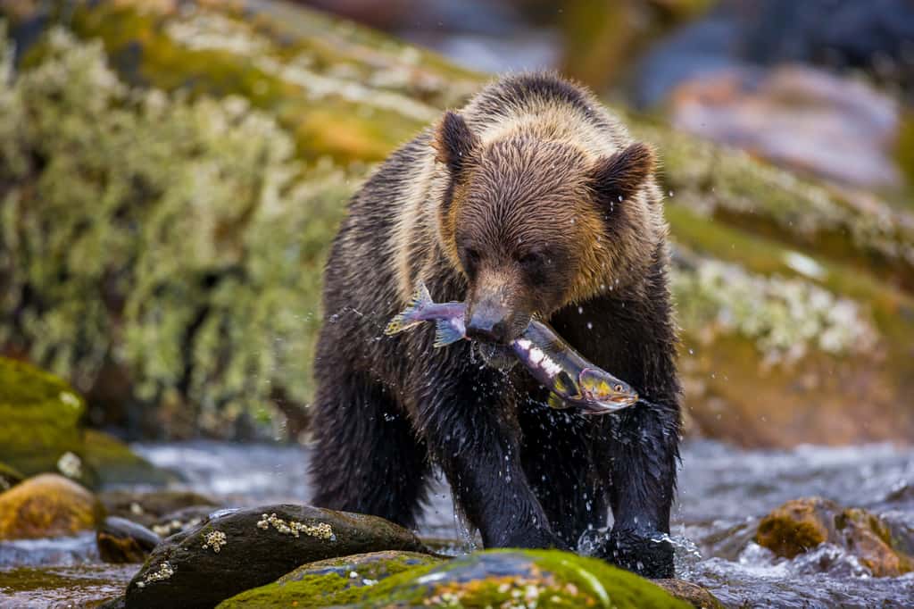 Le Grizzly est en voie de disparition, principalement en raison de la chasse aux trophées. © macs, fotolia