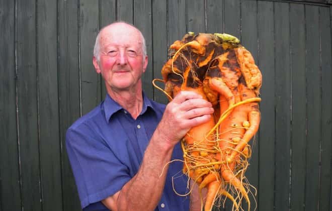 Pete Glazebrook cumule les records des plus gros légumes du monde. Pesant 9,1 kg, cette carotte détient depuis 2014 le record absolu de la plus grosse. © <em>Guinness World Records</em>