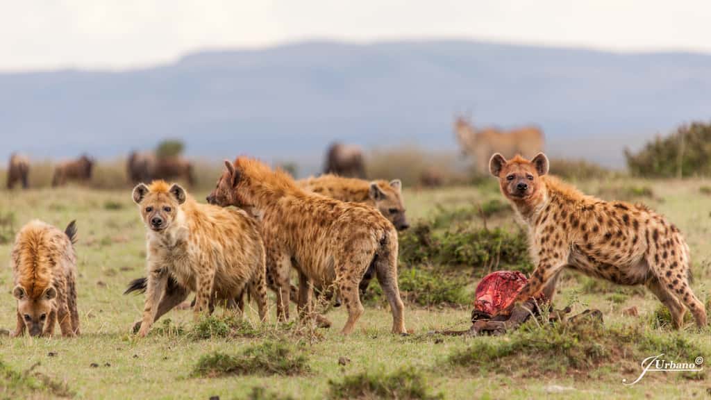 Les hyènes vivent dans des groupes hiérarchisés où les femelles occupent la place dominante. © Jose, Adobe Stock