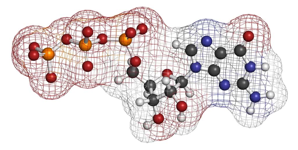  La guanosine triphosphate (GTP) est un nucléotide composé d'une base purique (guanine), d'un sucre (ribose) et de trois groupes phosphate. C'est l'un des quatre nucléotides constitutifs de l'ARN et de l'ADN, jouant un rôle crucial en tant que molécule porteuse d'énergie dans la cellule. © molekuul.be, Adobe Stock 