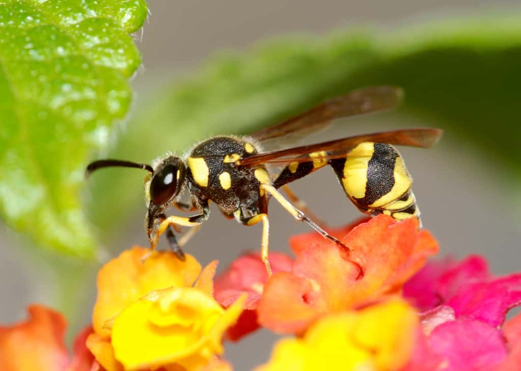  Certaines couleurs attirent les guêpes plus qu'autres car elles leur rappellent la couleur des fleurs riches en nectar. © Alvesgaspar, <em>Wikimedia Commons</em>, CC BY-SA 3.0 