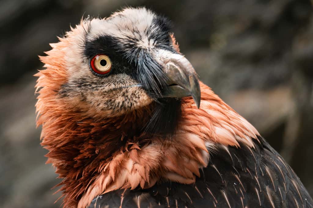 Le gypaète barbu, vautour le plus rare d'Europe, est une énigme vivante. © Simon Vasut, AdobeStock