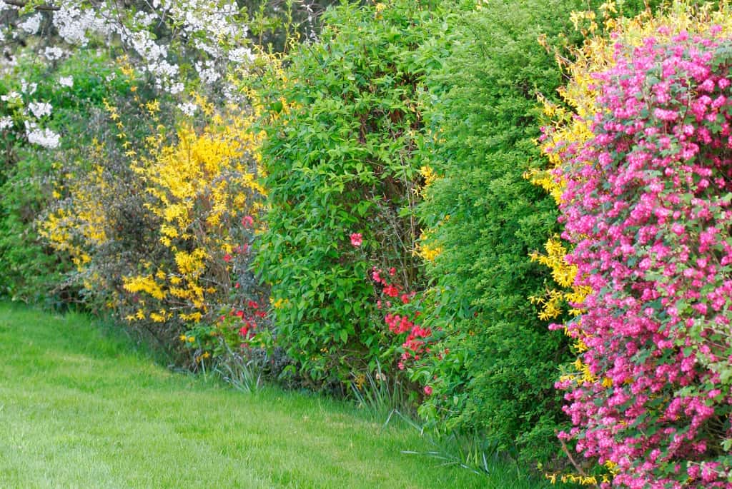 Le printemps est la pire saison pour tailler ses haies car c’est la période de nidification. © Christophe Fouquin, Adobe Stock