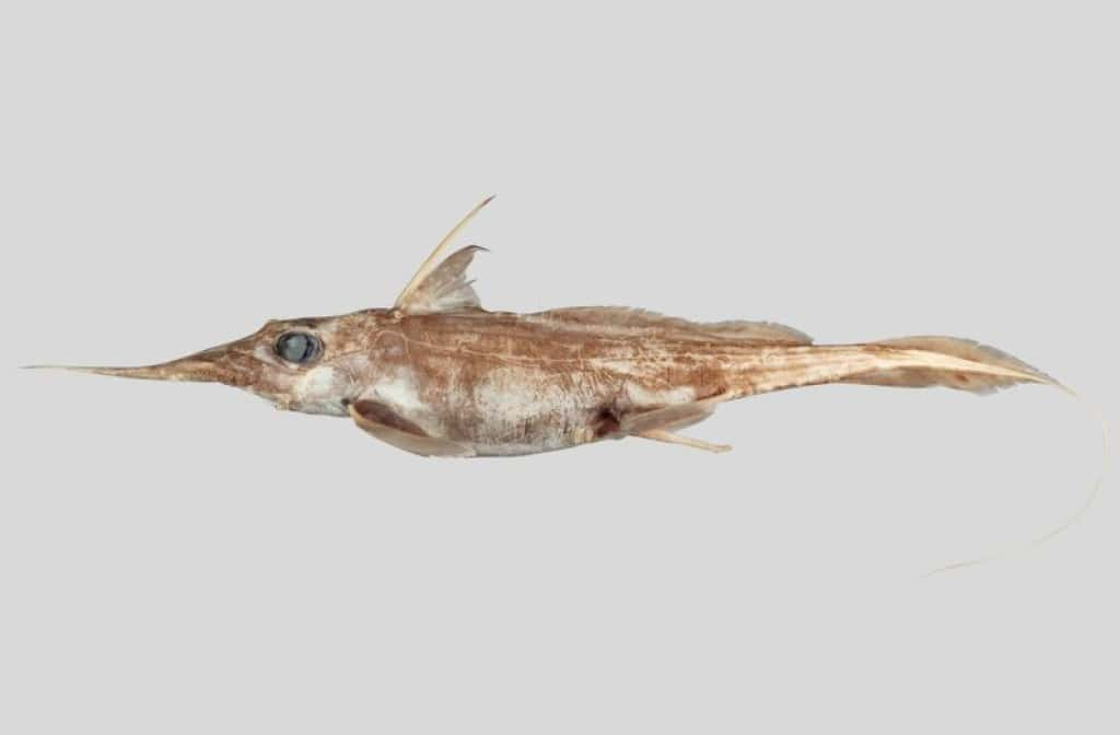 Un spécimen de <em>Harriotta avia</em>, espèce nouvellement décrite parmi les requins fantômes. © Niwa