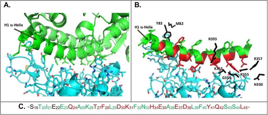 En vert, la structure en hélice de la partie N-terminale de ACE 2 et, en bleu, la protéine <em>spike</em> du coronavirus. © Philippe Karoyan et al. <em>bioRxiv</em>