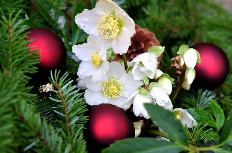 L'hellébore ou rose de Noël. © Printemps, Adobe Stock