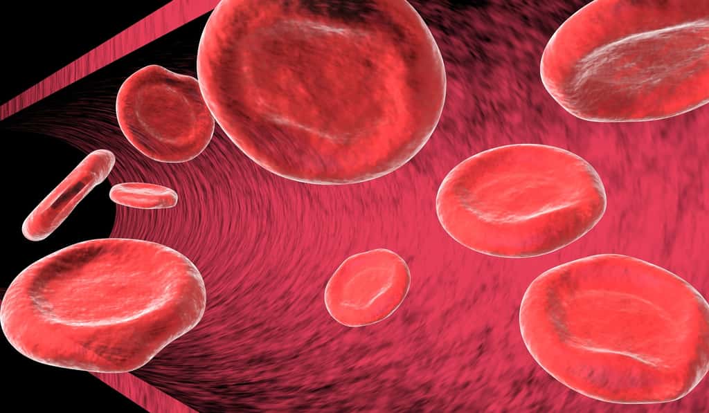Les globules rouges transportent l’oxygène grâce à l’hémoglobine. © Martin Bangemann, Fotolia
