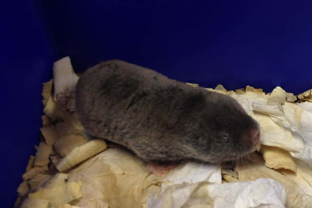 Le rat-taupe <em>highveld</em> a été identifié dans une région d’Afrique du Sud. © Jane Reznick, MDC