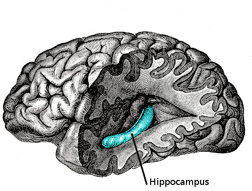 Ce schéma du cerveau permet de localiser l'hippocampe (<em>Hippocampus</em>), profondément ancré dans l'encéphale. Cette zone du cerveau joue un rôle central dans la mémoire. © Looie496, Wikipédia, DP