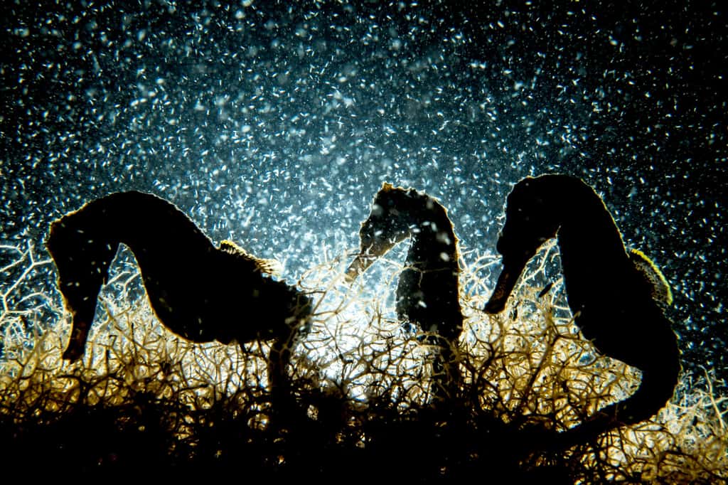 Trois silhouettes d’hippocampes en contre-jour chevauchant dans une prairie d’algues. © Shane Gross, UPY 2018