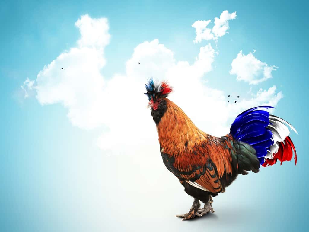 Pourquoi le coq est-il l'emblème de la France ? Découvrez l'origine méconnue de ce symbole national. © iStock