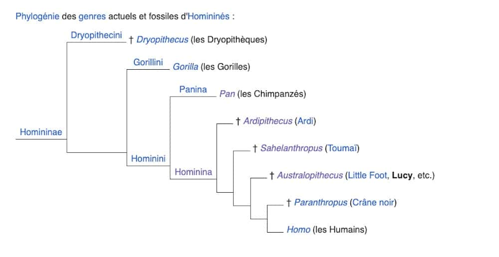 Le genre <em>Australopithecus</em> fait partie de la famille des Hominidés et de la sous-tribu des Hominines, tout comme les genres <em>Ardipithecus, Paranthropus, Homo</em>, et quelques autres. Les relations de descendance entre ces différents genres ne sont pas encore élucidées à ce jour. © <em>Wikimedia Commons</em>