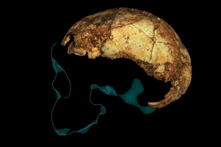 Le fossile d'<em>Homo erectus</em> DNH 134 avec projection stylisée du contour du reste du crâne. © Andy Herries, Jesse Martin et Renaud Joannes-Boyau