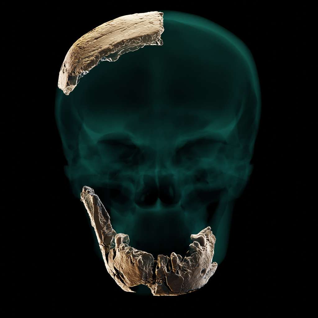 Restes osseux appartenant à <em>Homo</em> Nesher Ramla et découverts en Israël. © Université de Tel Aviv