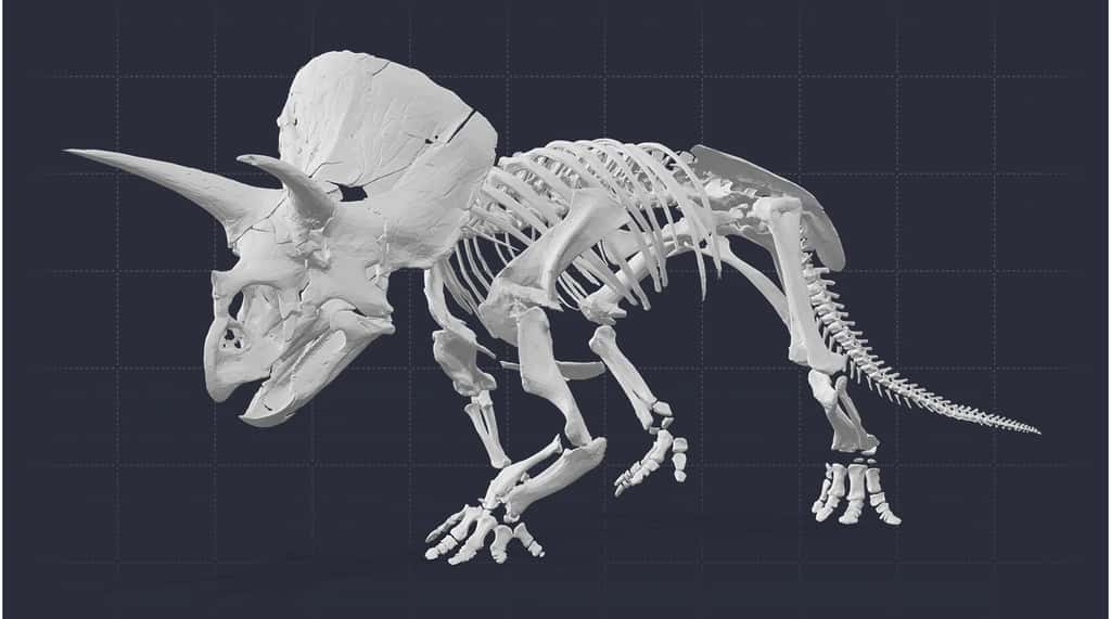 « Horridus », l'un des fossiles de <em>Triceratops</em> les plus complets jamais découverts. Pour le voir en 3D, c'est <a href="https://museumsvictoria.com.au/melbournemuseum/whats-on/triceratops-fate-of-the-dinosaurs/home-of-horridus/" target="_blank">ici</a> © Melbourne museum