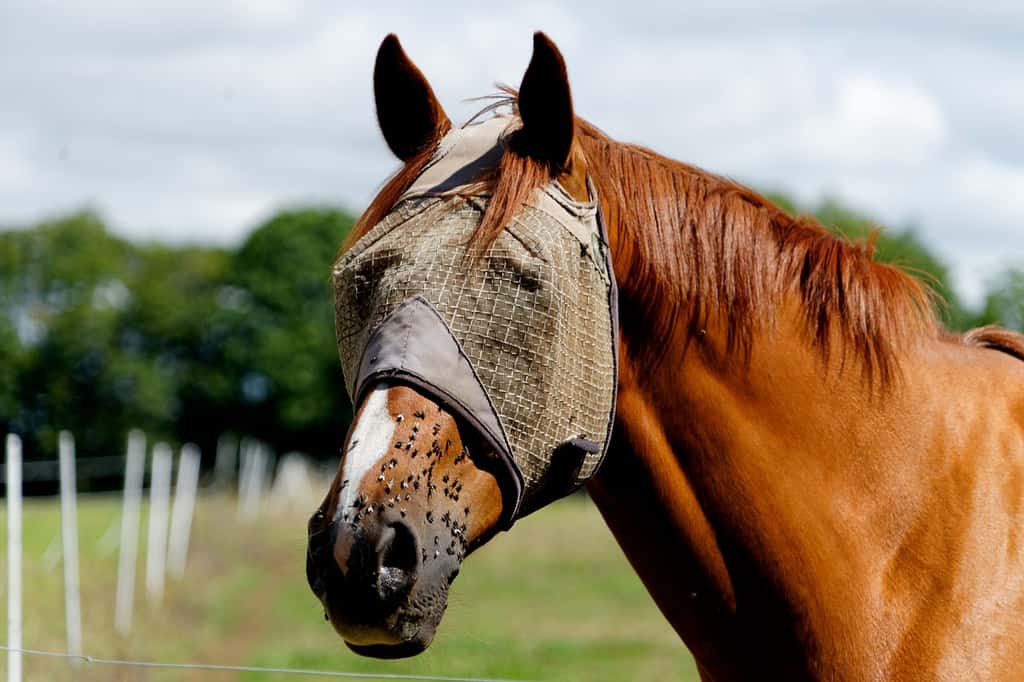 Les chevaux sont très touchés par les arbovirus avec la hausse des températures, des virus transmis par les insectes. © R_gis, Pixabay