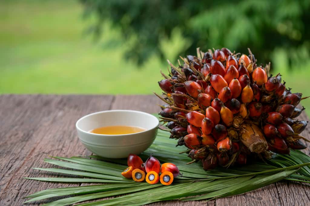 L'huile de palme est la matière grasse la plus consommée au monde, en partie grâce à son rendement très élevé. © MERCURY studio, Adobe Stock