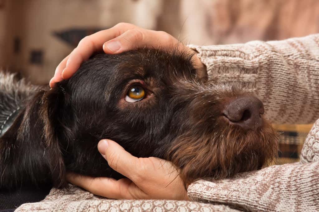 Les yeux dans les yeux, humain et chien ont leur taux d’ocytocine qui monte en flèche, selon des travaux menés au Japon. © Rodimovpavel, Adobe Stock