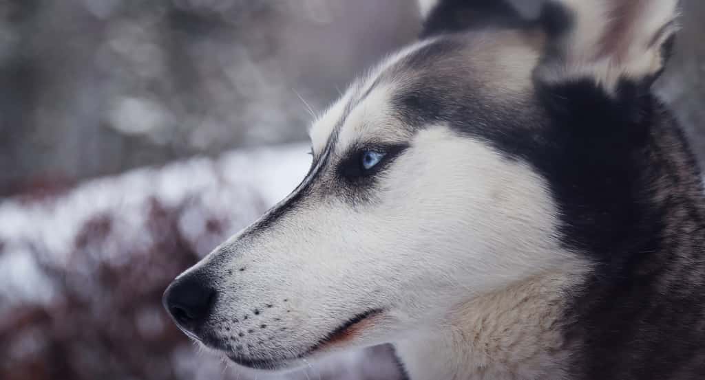 Les huskys sont originaires de Sibérie et appartiennent au groupe des chiens dits primitifs. Ce sont des races anciennes, très peu sélectionnées génétiquement par l'Homme, qui gardent une apparence et un caractère proches des premiers loups domestiqués. © Pexels, Pixabay