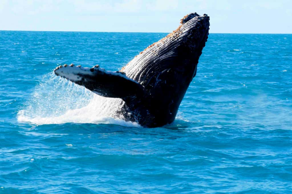 De l'ADN hybride trouvé chez les baleines bleues révèle d'étonnants croisements inter-espèces. © Joa_Souza, iStock