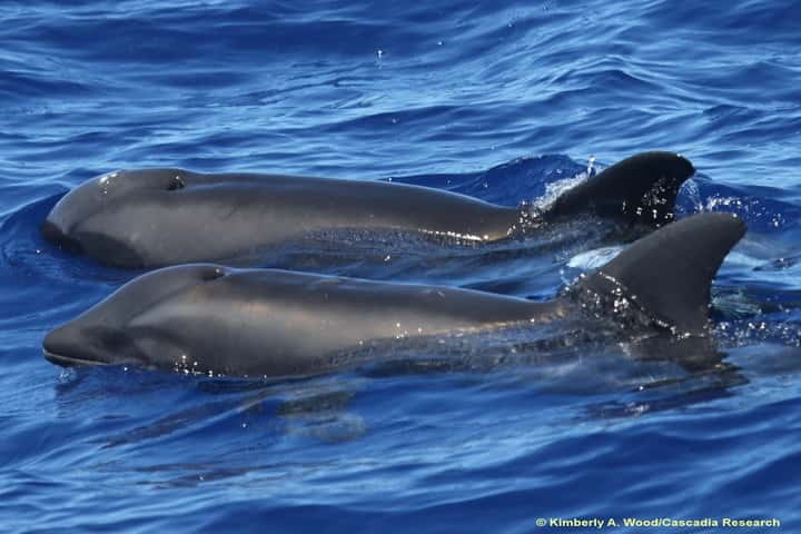 L’hybride est le dauphin situé à l’avant. À côté se trouve un dauphin d’Électre. © Kimberley A Wood/Cascadia Research