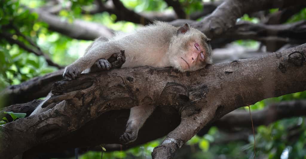 Des chercheurs de l’institut de technologie avancée de Shenzhen (Chine) ont compris comment induire une hypothermie chez un primate. Une étape vers l’hibernation artificielle. © Chumphon, Adobe Stock