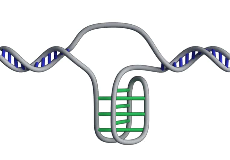 L’ADN en « i-motif » forme une sorte de nœud à quatre brins. © <em>Garvan Institute of Medical Research, </em>Zeraati <em>et al., Nature Chemistry 2018</em>