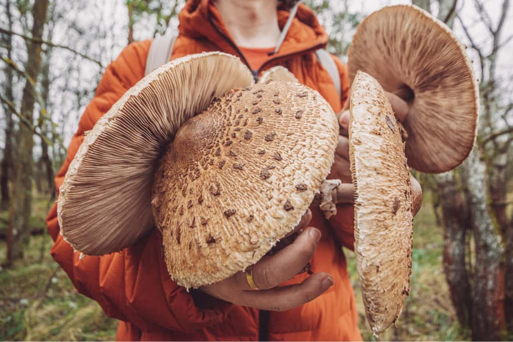 Sauriez-vous quels champignons comestibles mettre dans votre musette et quelles sont les variétés incontournables pour vos cueillettes. © Eva-Katalin, iStock