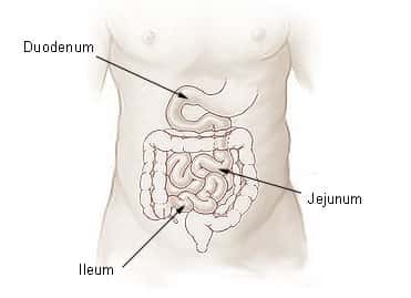 L'iléon, ou ileum, est la dernière section de l'intestin grêle, située entre le jéjunum (la section intermédiaire de l'intestin grêle) et le cæcum (la première partie du gros intestin). Il joue un rôle crucial dans le processus de digestion et d'absorption des nutriments. © <em>Wikimedia Commons</em>, Domaine public